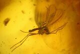 Fossil Springtail (Collembola) & Flies (Diptera) In Baltic Amber #150739-2